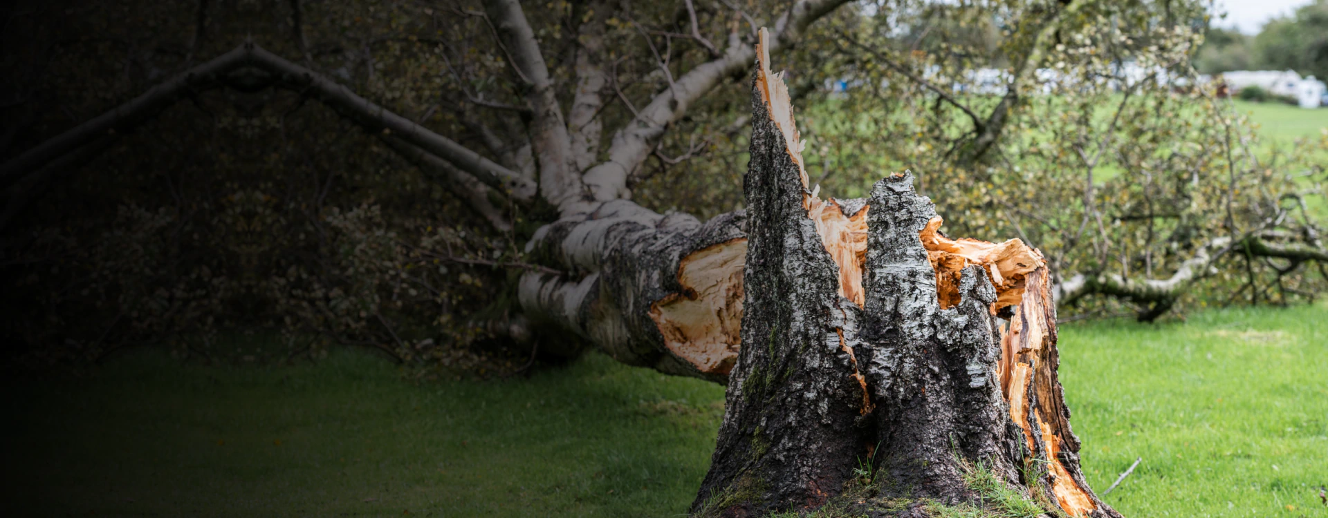 5 Starr Tree Service