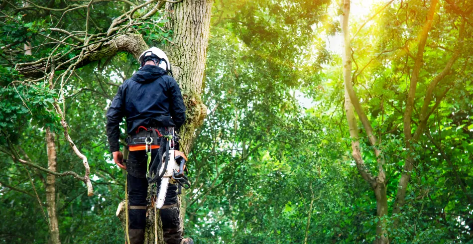 Tree Removal Services